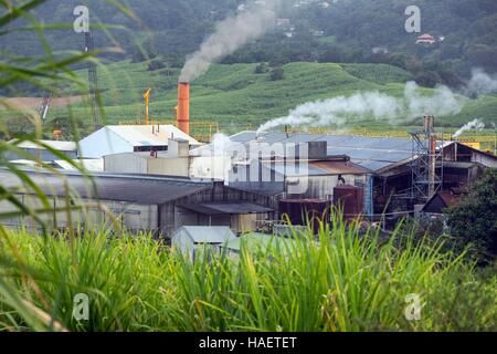 RUM UND ZUCKERROHR LANDWIRTSCHAFT IN MARTINIQUE, FRANZÖSISCHE ANTILLEN, FRANKREICH Stockfoto