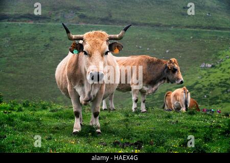 Kühe in Covadonga Seen, Picos de Europa, Parque Nacional de Los Picos de Europa, Asturien, Kantabrien, Spanien, Europa. Eine der Stationen der Transcan Stockfoto