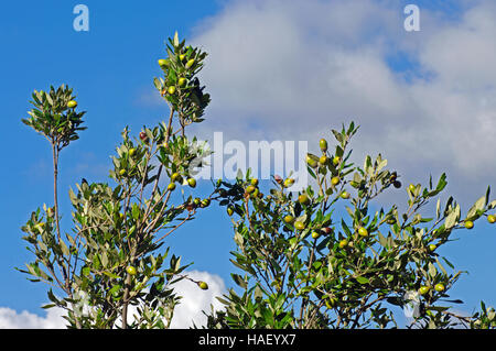 Dies ist die immergrüne Eiche Quercus Ilex, Steineiche oder Steineiche, Familie Fagaceae - mit Eicheln Stockfoto