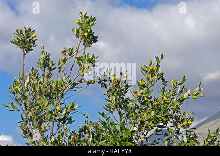 Dies ist die immergrüne Eiche Quercus Ilex, Steineiche oder Steineiche, Familie Fagaceae - mit Eicheln Stockfoto