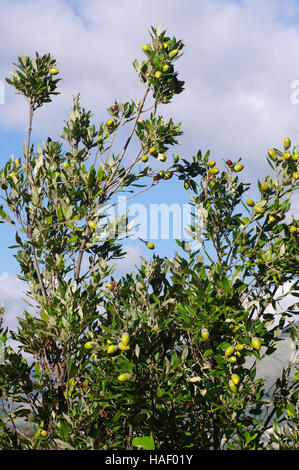 Dies ist Quercus Ilex, die Steineiche oder Steineiche (eine immergrüne Eiche) mit Eicheln, Familie fagaceae Stockfoto