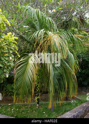 Nephrosperma Vanhoutteanum. Victoria-Botanischer Garten. Mont Fleuri Botanischer Garten Seychellen. Mahe, Victoria, Seychellen Stockfoto