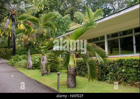 Hyophorbe Lagenicaulis. Victoria-Botanischer Garten. Mont Fleuri Botanischer Garten Seychellen. Mahe, Victoria, Seychellen Stockfoto