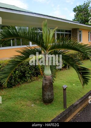 Hyophorbe Lagenicaulis. Victoria-Botanischer Garten. Mont Fleuri Botanischer Garten Seychellen. Mahe, Victoria, Seychellen Stockfoto