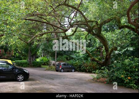 Victoria-Botanischer Garten. Mont Fleuri Botanischer Garten Seychellen.  Mahe, Victoria, Seychellen, Südafrika. 24. November 2012 Stockfoto