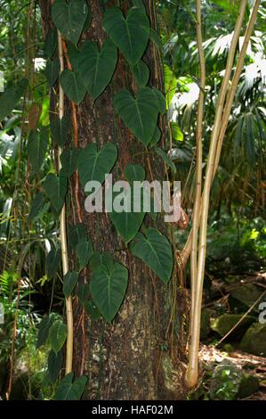 Blätter eines Kriechers am Stamm eines Baumes (Philodendron sp.). Mahe Island, Nationalpark, Seychellois Stockfoto