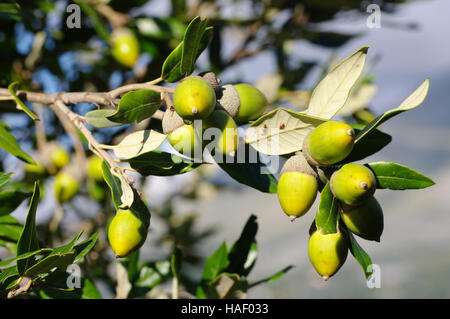 Quercus Ilex Steineiche oder Steineiche (eine immergrüne Eiche) mit Eicheln, Familie Fagaceae Stockfoto