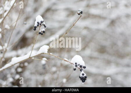 Gefrorene Beere an einem Wintertag mit Schnee bedeckt. Stockfoto