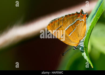 Die Brown-Zipfelfalter (Thekla Betulae) ist ein wunderschöner kleiner Schmetterling finden Sie hier in einem Pfirsichbaum mit defokussierten Hintergrund Stockfoto