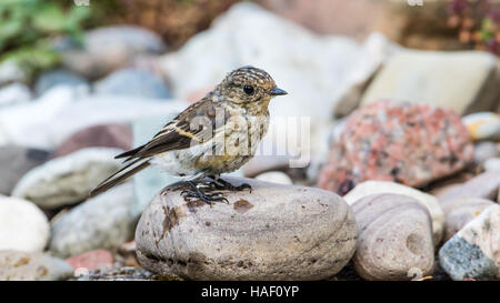 Pied Flycatcher, Jugendkriminalität, (Ficedula Hypoleuca) nass nach einem Bad mit Steinen im Hintergrund Stockfoto