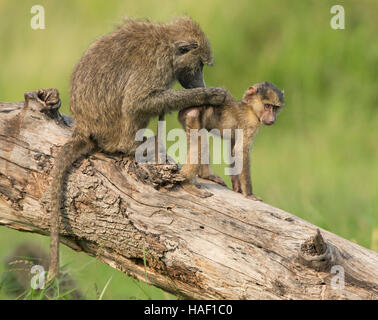 Olive Baboon (Papio Anubis) Mutter ihr Baby Pflege Stockfoto