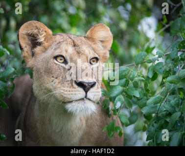 Löwin im Baum Serengeti Nationalpark, Tansania Stockfoto