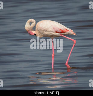 Größere Flamingo Serengeti-Nationalpark Tansania Stockfoto