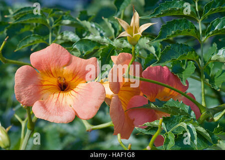 Chinesische Trompete Ranke Blumen Stockfoto