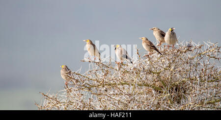 Männliche und weibliche Wattled Stare in einen Dornbusch bei Lewa Conservancy, Kenia Januar 2016 Stockfoto