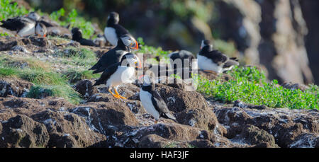 Papageitaucher (Fratercula Arctica) auf Bird Island in Elliston, Neufundland.  Paarung und die Nester und neue Papageientaucher. Stockfoto