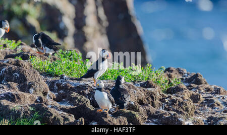 Papageitaucher (Fratercula Arctica) auf Bird Island in Elliston, Neufundland.  Paarung und die Nester und neue Papageientaucher. Stockfoto