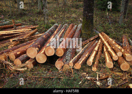 Holzernte im Wald Stockfoto
