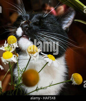 Schwarzweiss-Katze mit Vergnügen ist Kamille schnüffeln. Seine ganze Schnauze gelben Pollen. Stockfoto