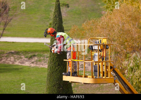 Ausgestatteten Mann auf einem Kran eine Zypresse mit Kettensäge beschneiden. Horizontale Stockfoto