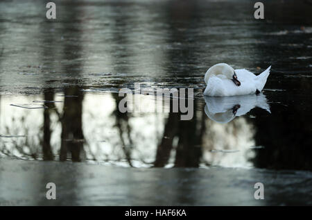 Ein Schwan preens selbst auf einem halb zugefrorenen Teich in Alton, Hampshire, nachdem eines der kältesten Nächten im Herbst in diesem Jahr in England und Wales. Stockfoto