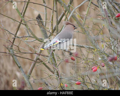 Böhmische SEIDENSCHWANZ (Bombycilla Garrulus) Foto Tony Gale Stockfoto