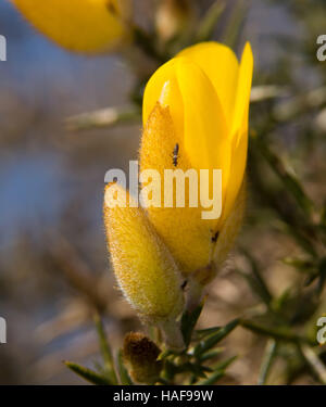 Eine Nahaufnahme einer gemeinsamen Stechginster (Ulex Europaeus) Blume. Stockfoto