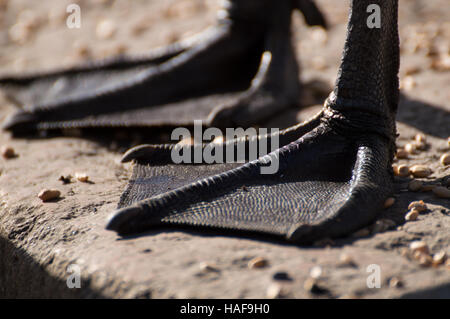 Eine Nahaufnahme der Kanadagans (Branta Canadensis) Füße. Stockfoto