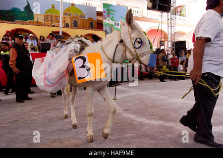 Gekleidete Esel Wettbewerb während der Esel Messe (Feria del Burro) in Otumba, Mexiko Stockfoto