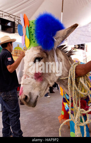 Gekleidete Esel Wettbewerb während der Esel Messe (Feria del Burro) in Otumba, Mexiko Stockfoto