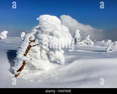 Bäume mit Raureif und Schnee in Bergen bedeckt. Stockfoto