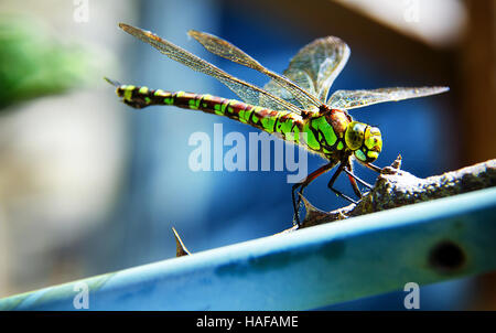 Hellen Makro Nahaufnahme einer grüne Libelle auf blauem Grund. Fotografiert in meinem Garten, ruht auf einem rose Zweig. Stockfoto