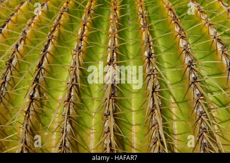 Golden Barrel Cactus Closeup - Mutter in Laws Kissen Stockfoto