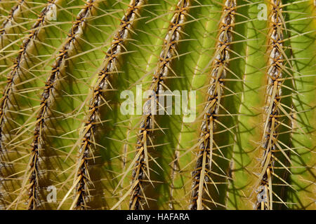 Golden Barrel Cactus Closeup - Mutter in Laws Kissen Stockfoto
