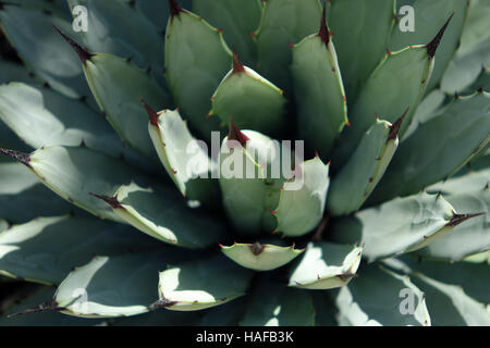 Agave Kaktus Makro - Pflanze Closeup, natürliche Muster Stockfoto