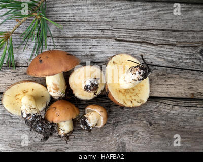 Pilze und Kiefer Ast auf den verwitterten Holzplanken Stockfoto