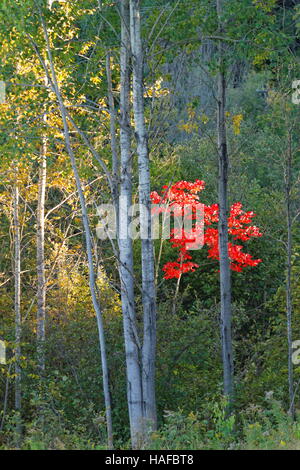 First signs of fall in the forest Stockfoto