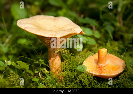 orange Speisepilze (Lactarius Reizker) im Wald Stockfoto