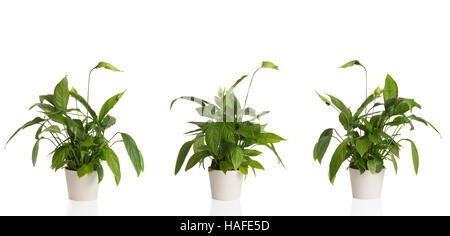 African Peace Lilien aus drei verschiedenen Blickwinkeln in weiße Blumentöpfe Stockfoto
