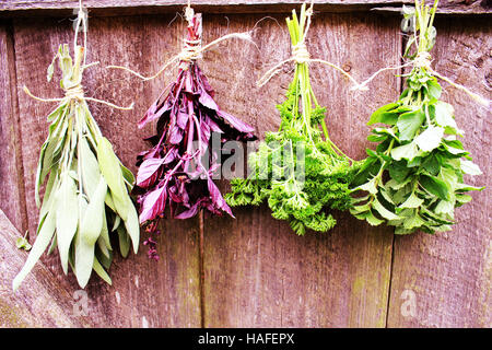 Frische Bio-Kräuter zum Trocknen aufhängen Stockfoto