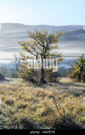 FORET DE STE BAUME, BRUME, VAR 83 FRANKREICH Stockfoto