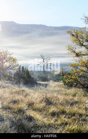 FORET DE STE BAUME, BRUME, VAR 83 FRANKREICH Stockfoto