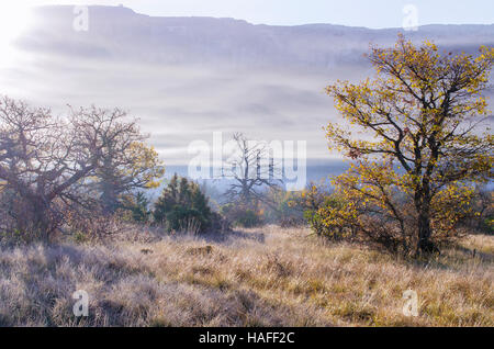 FORET DE STE BAUME, BRUME, VAR 83 FRANKREICH Stockfoto