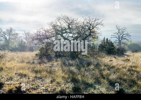 FORET DE STE BAUME, BRUME, VAR 83 FRANKREICH Stockfoto