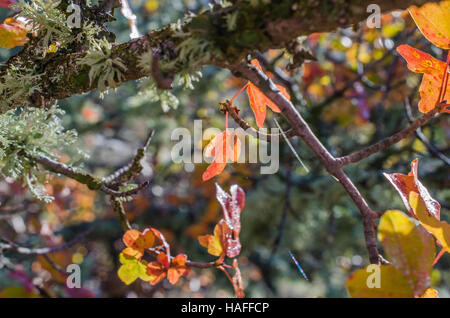 FORET DE STE BAUME, ABLE DE MONTPELLIER, VAR 83 FRANKREICH Stockfoto