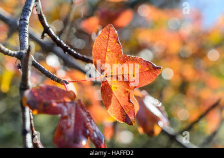 FORET DE STE BAUME, ABLE DE MONTPELLIER, VAR 83 FRANKREICH Stockfoto