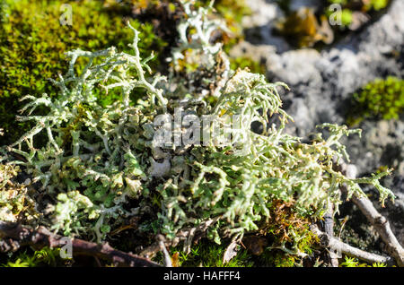 FORET DE STE BAUME, LICHEN FRUTICULEUX, VAR 83 FRANKREICH Stockfoto