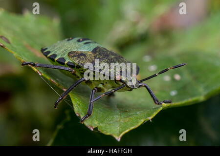 Green Shield Bug Nymphe - Palomena Prasina am Whisby Nature Park, in der Nähe von Lincoln, Lincolnshire, UK Stockfoto