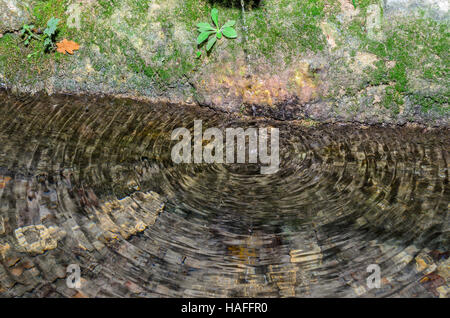 FORET DE STE BAUME, QUELLE DE ST ZACHARIE, VAR 83 FRANKREICH Stockfoto