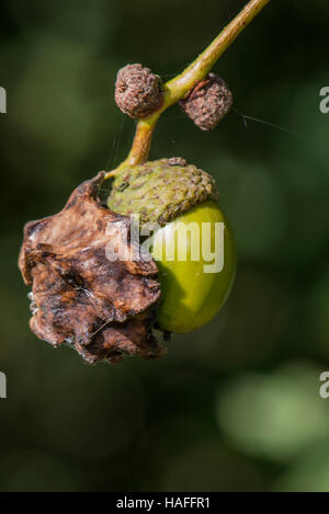 Knopper Gall auf Eichel verursacht durch Gall Wasp - Andricus Quercuscalicis, gefunden im Whisby Nature Park, in der Nähe von Lincoln, UK Stockfoto